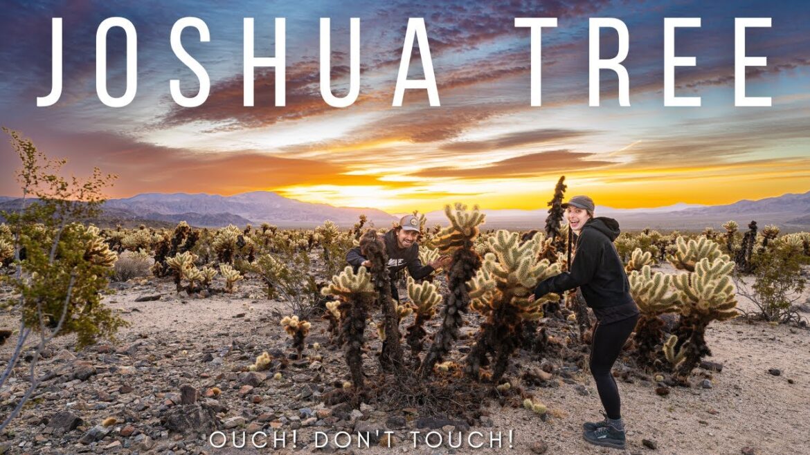 THIS IS HOW YOU SPEND THE DAY IN JOSHUA TREE NATIONAL PARK | Day 3 travel vlog THIS IS HOW YOU SPEND THE DAY IN JOSHUA TREE NATIONAL PARK | Day 3 travel vlog