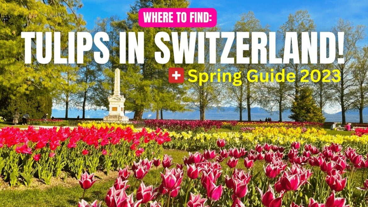 WHAT TO DO DURING SPRING IN SWITZERLAND: Visit the Morges Tulip Festival 2023! WHAT TO DO DURING SPRING IN SWITZERLAND: Visit the Morges Tulip Festival 2023!