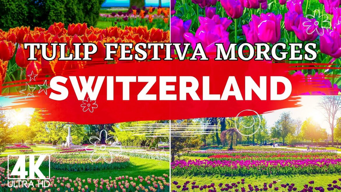 Tulip Festival . Beautiful Tulip Flowers Tulip Festival . Beautiful Tulip Flowers