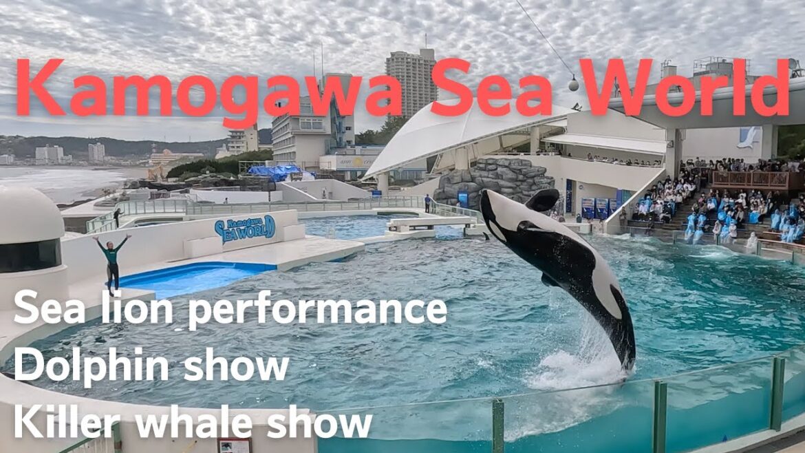 【Kamogawa Sea World】Sea lion performance,Dolphin show,Killer whale show highlight 【Kamogawa Sea World】Sea lion performance,Dolphin show,Killer whale show highlight