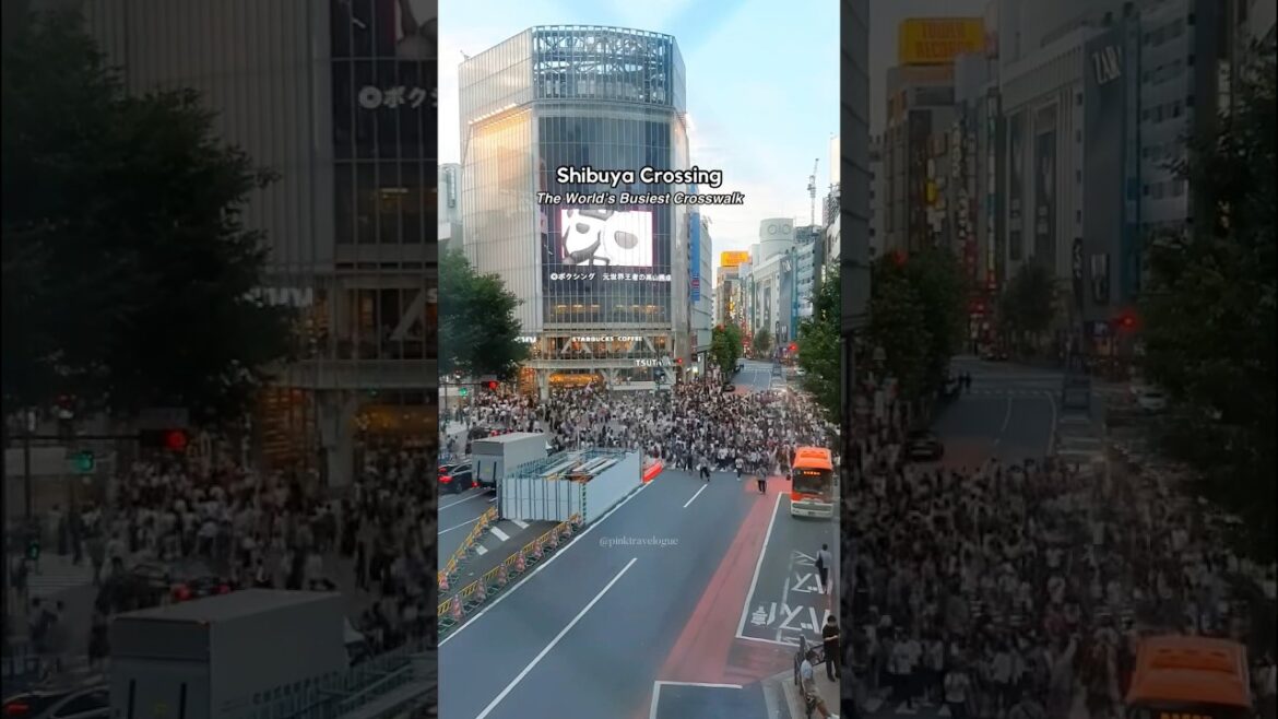 Shibuya Crossing Japan #shorts #travel #japan #shibuya #tokyo #jepang #japantravel #japanlife
