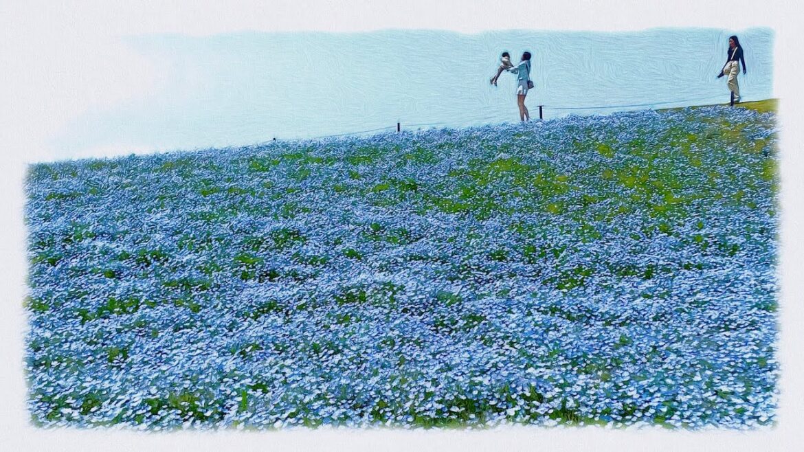 Flower Picnic in japan(Fukuoka,Uminonakamichi Seaside Park)4K ASMR Flower Picnic in japan(Fukuoka,Uminonakamichi Seaside Park)4K ASMR