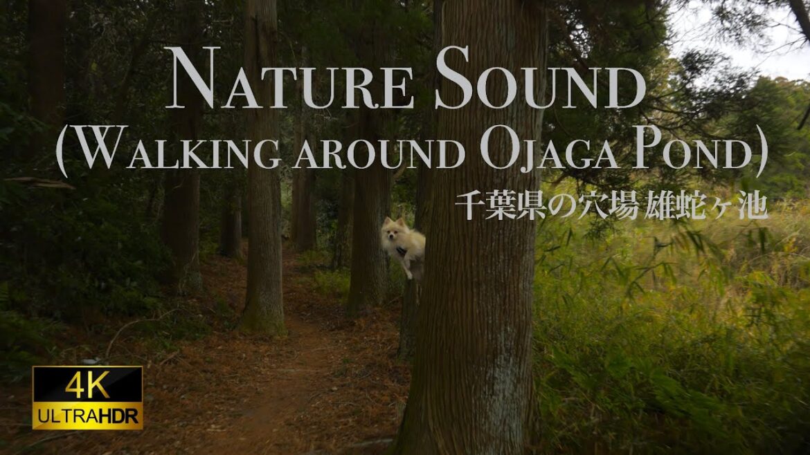 [ 4K HDR JAPAN WALK ] [ ASMR ] Kujukuri Nature Park (Ojaga Pond).  Sound for sleep. 雄蛇ヶ池を歩く