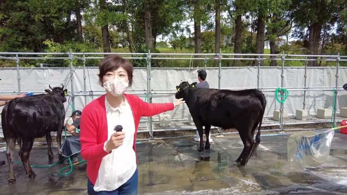 シャンプーされる牛たち？！牛の審査基準とは？／小谷あゆみの全共さんぽ No.2