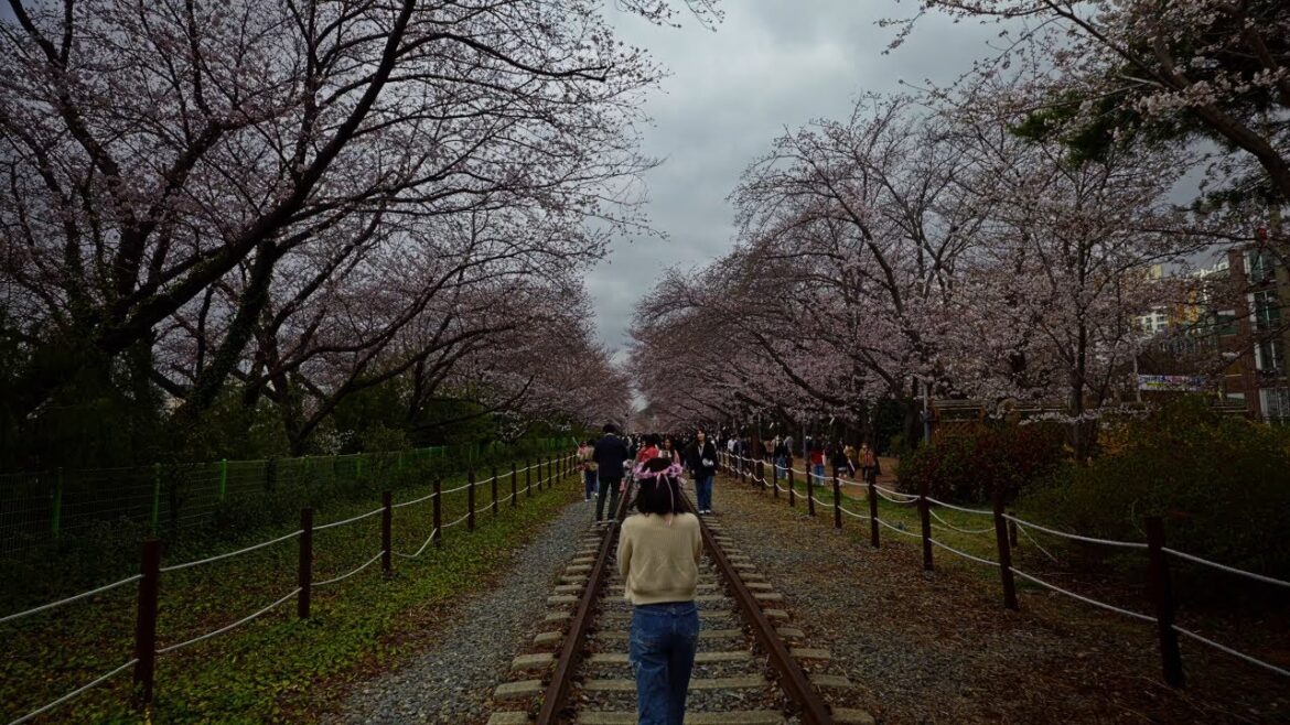 Start of Cherry Blossom Season in Korea | Jinhae | 4K