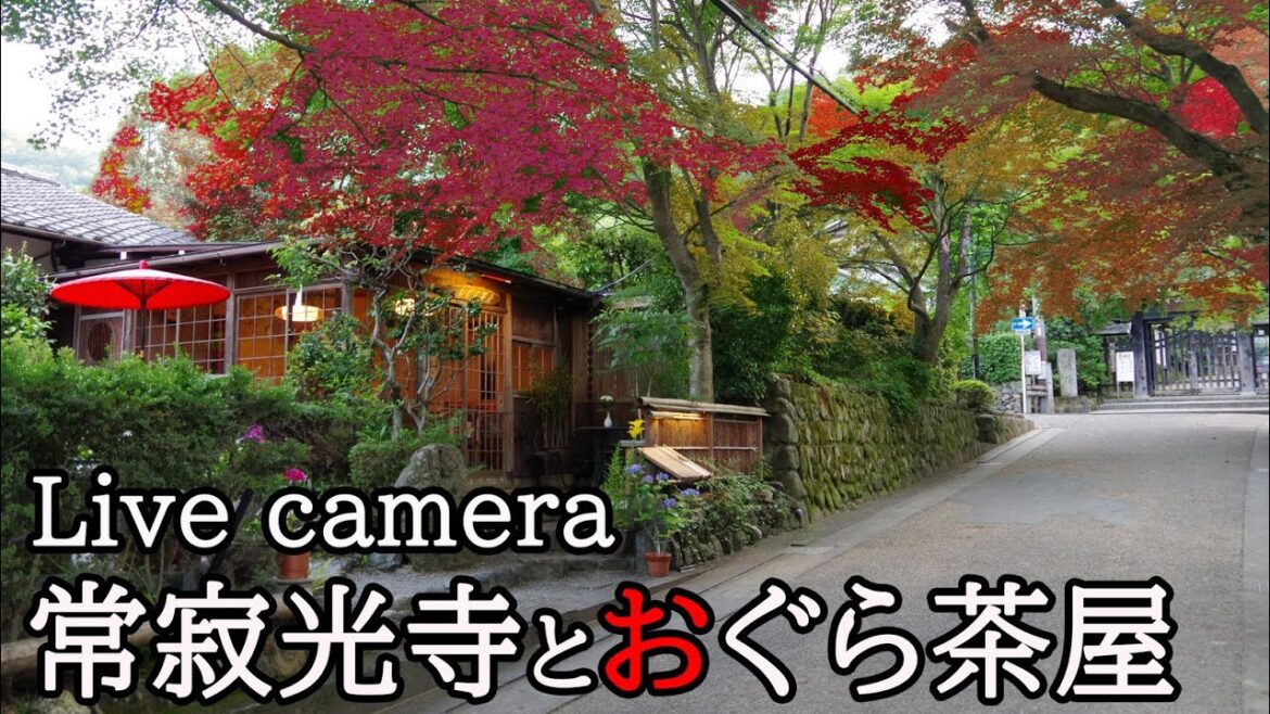 LIVE CAMERA Kyoto【京都おすすめ】常寂光寺山門 と おぐら茶屋【ライブカメラ】 LIVE CAMERA Kyoto【京都おすすめ】常寂光寺山門 と おぐら茶屋【ライブカメラ】