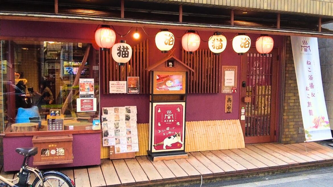 Cat Cafe Capsule Hotel🛌😴Sleep with Watching Cats, Osaka Japan