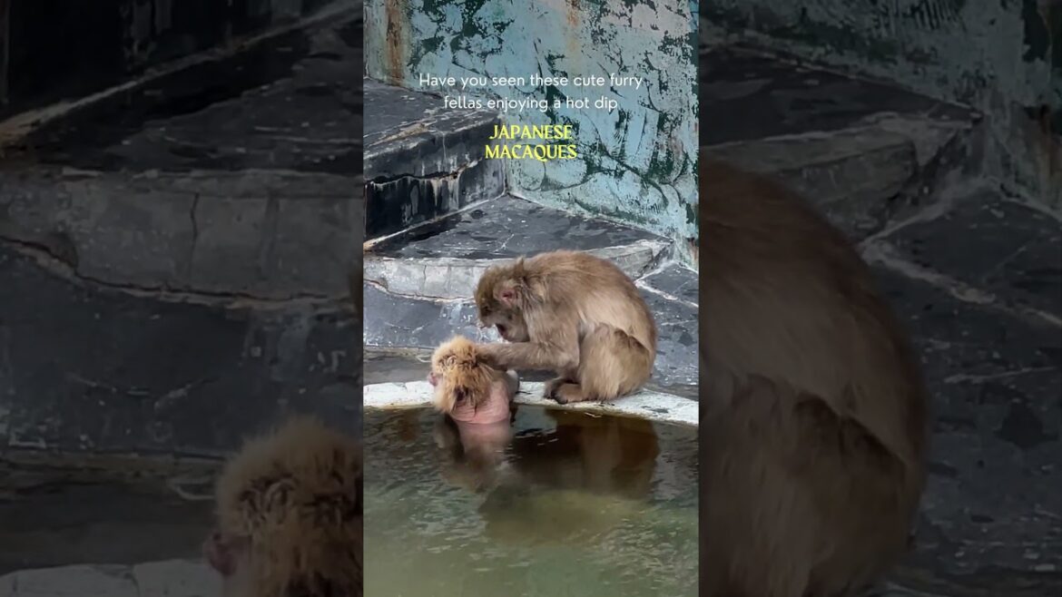 📌Hokkaido | Monkey Onsen