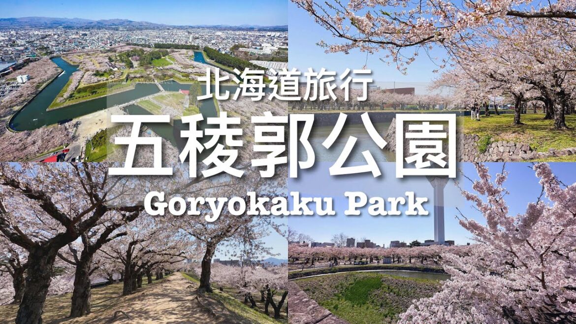 【北海道旅行】函館 - 五稜郭公園櫻花絕景🌸「櫻吹雪」// Goryokaku Park Cherry Blossom - 五稜郭の桜