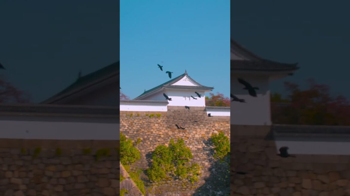 Incredible views of Osaka castle in autumn | Amazing Japan Travel Adventure Documentary