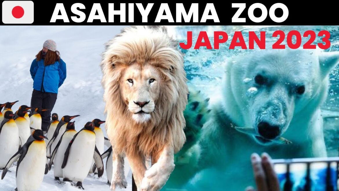🇯🇵Japan -🥶We Visited Coldest Zoo In The World | 3 Million People come to See Polar Bear & Penguins