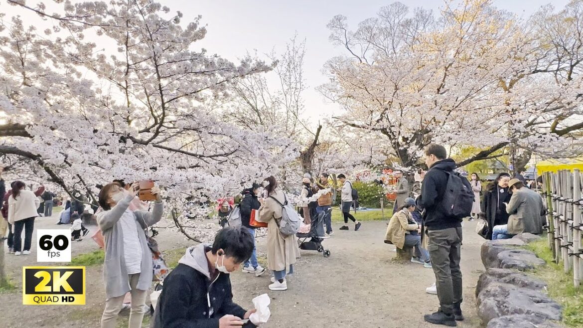 JAPAN TRAVEL | Cherry Blossom Full Bloom at Maruyama Park, Kyoto | So Beautiful 🌸 JAPAN TRAVEL | Cherry Blossom Full Bloom at Maruyama Park, Kyoto | So Beautiful 🌸