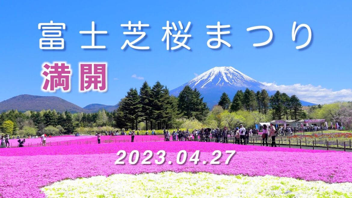 2023.04.27 【満開】富士芝桜まつり / 富士山と春色の絨毯 / 富士本栖湖リゾート [4K] #MossPhlox #MtFuji