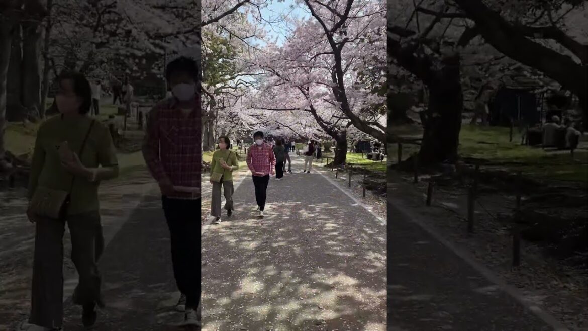 MUST GO! Sakura blossom in Fukuoka Castle, Japan 2023 #short #shorts #sakura