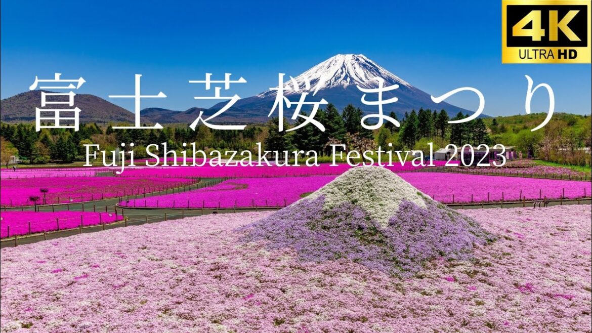 富士芝桜まつり Fuji Shibazakura Festival Annual festival with large fields of pink moss in Japan 富士本栖湖リゾート 富士芝桜まつり Fuji Shibazakura Festival Annual festival with large fields of pink moss in Japan 富士本栖湖リゾート