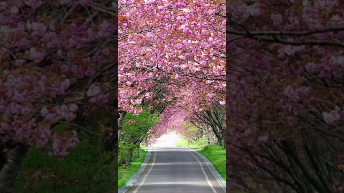 세상의 아름다운 길| 걷고 싶은 길| 아름다운 터널 길| #walking #힐링산책 #short |The beautiful road of the world