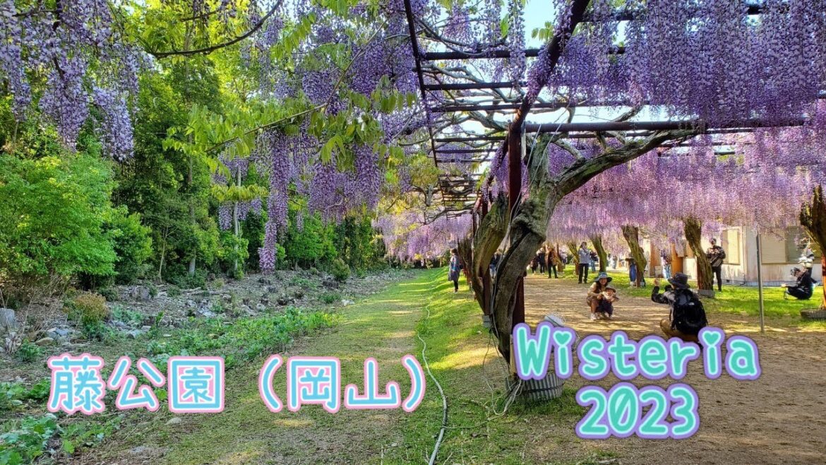 【藤公園の藤棚•100種類の藤の花】100 kinds of wisteria flowers in Fuji Park .2023.4.22.岡山県和気町/4K HDR  walking tour