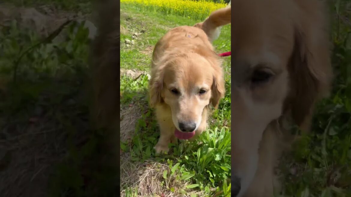 A Walk amongst the Flowers! #dogs #enjoytheday #niigata