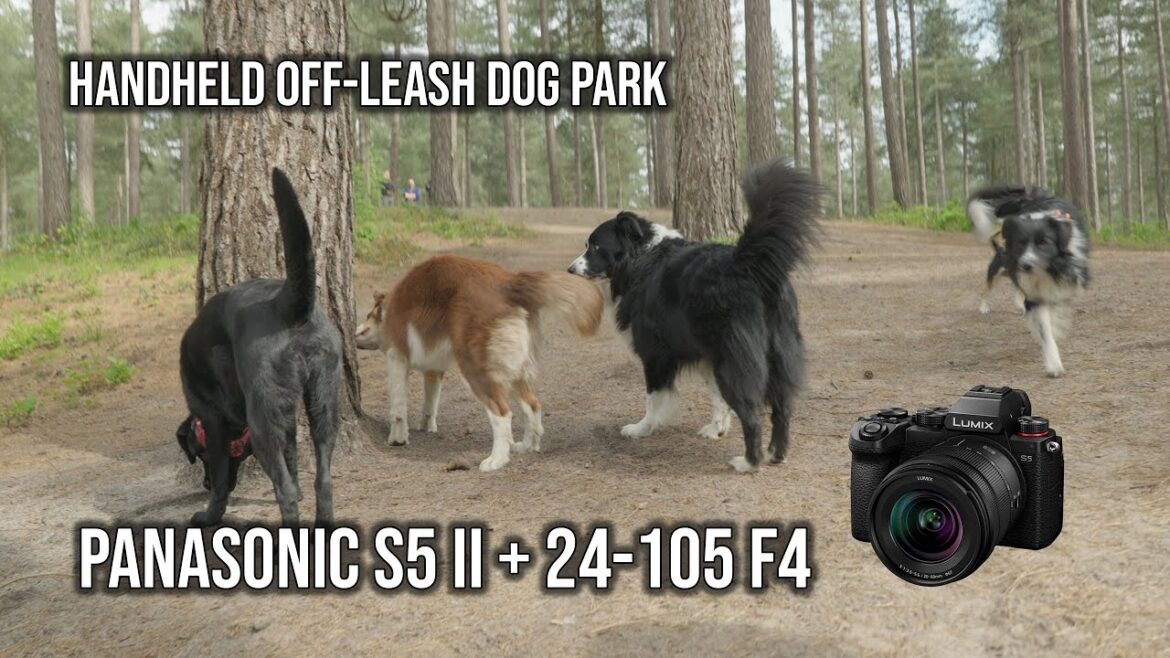 50 minutes of Panasonic S5 II (24-105mm f4) Footage Of Our Walk in the woods | 4K 10BIT 422