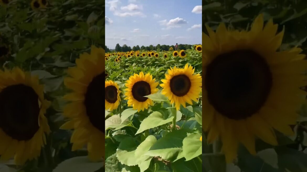 April showers bring May flowers🌻 #shorts