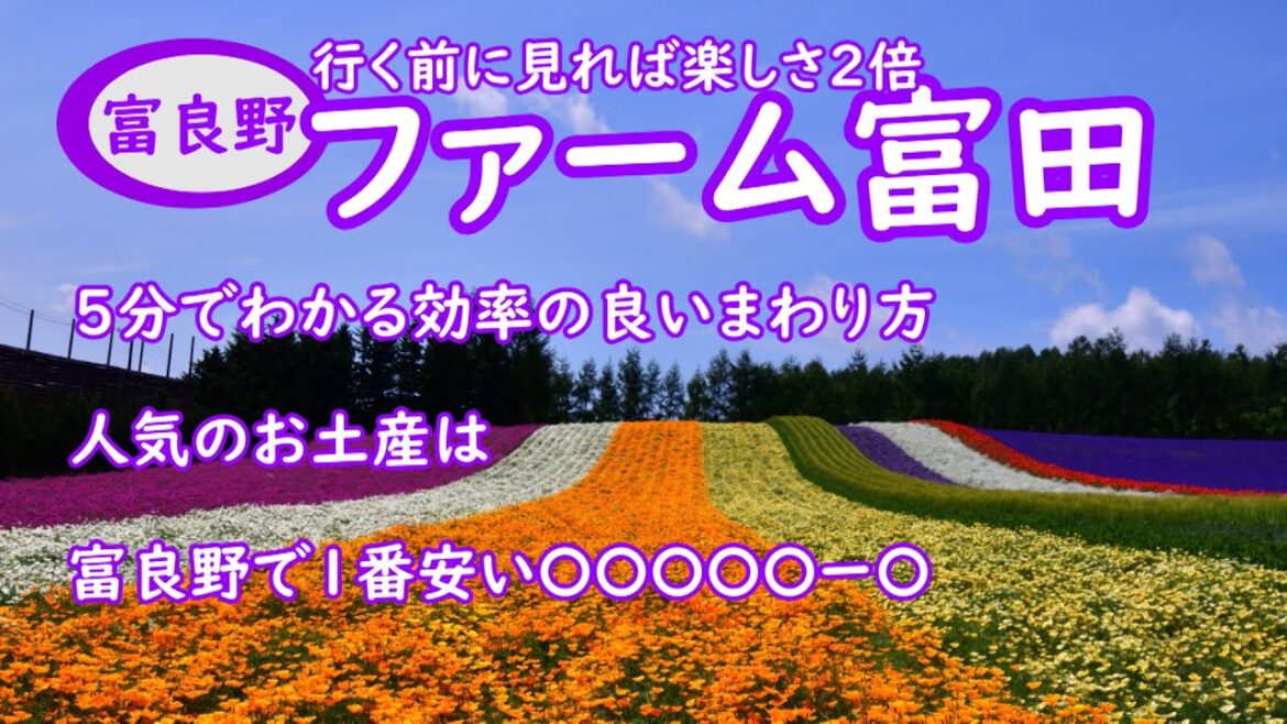 ファーム富田攻略です。満開のラベンダーの散策ルート・お土産ランキング・富良野で1番安い〇〇〇〇〇ー〇等見たら100倍楽しめます ファーム富田攻略です。満開のラベンダーの散策ルート・お土産ランキング・富良野で1番安い〇〇〇〇〇ー〇等見たら100倍楽しめます