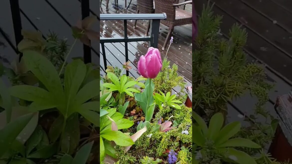 A Glimpses of Kobe Harborland 🎡 [NC Travel Diary]