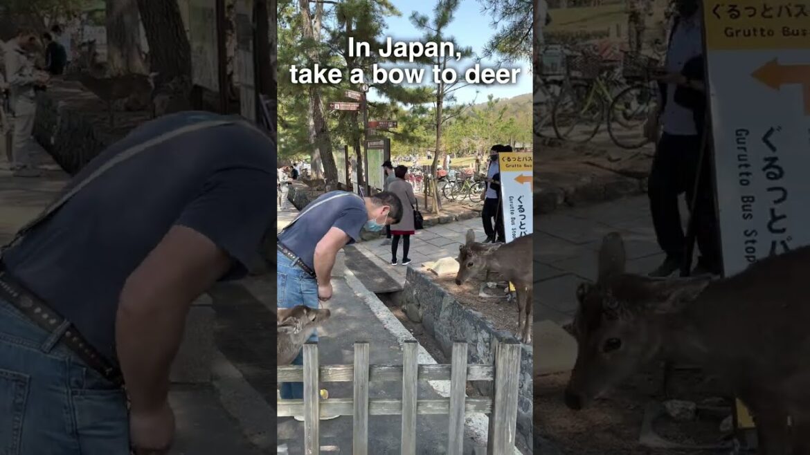 In Japan, take a bow to deer. #shorts In Japan, take a bow to deer. #shorts