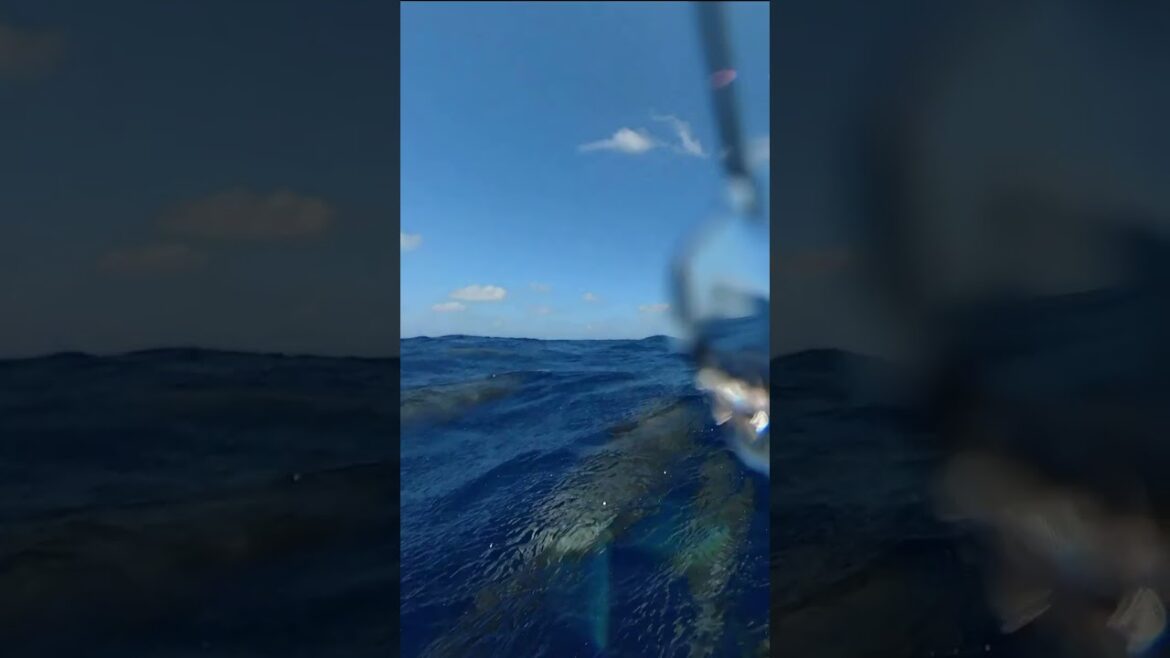 Dolphins :) Traveling Adventure Caribbean | Travel Vlog | Sailing Life|  2023