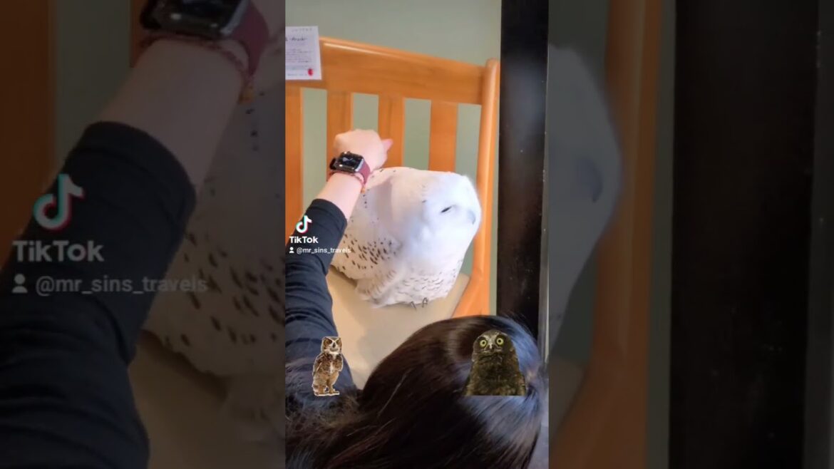 Owl Cafe in #osaka was awesome! #japan #japanese #owl #travel #asia #kawaii #cute #animals #cafe