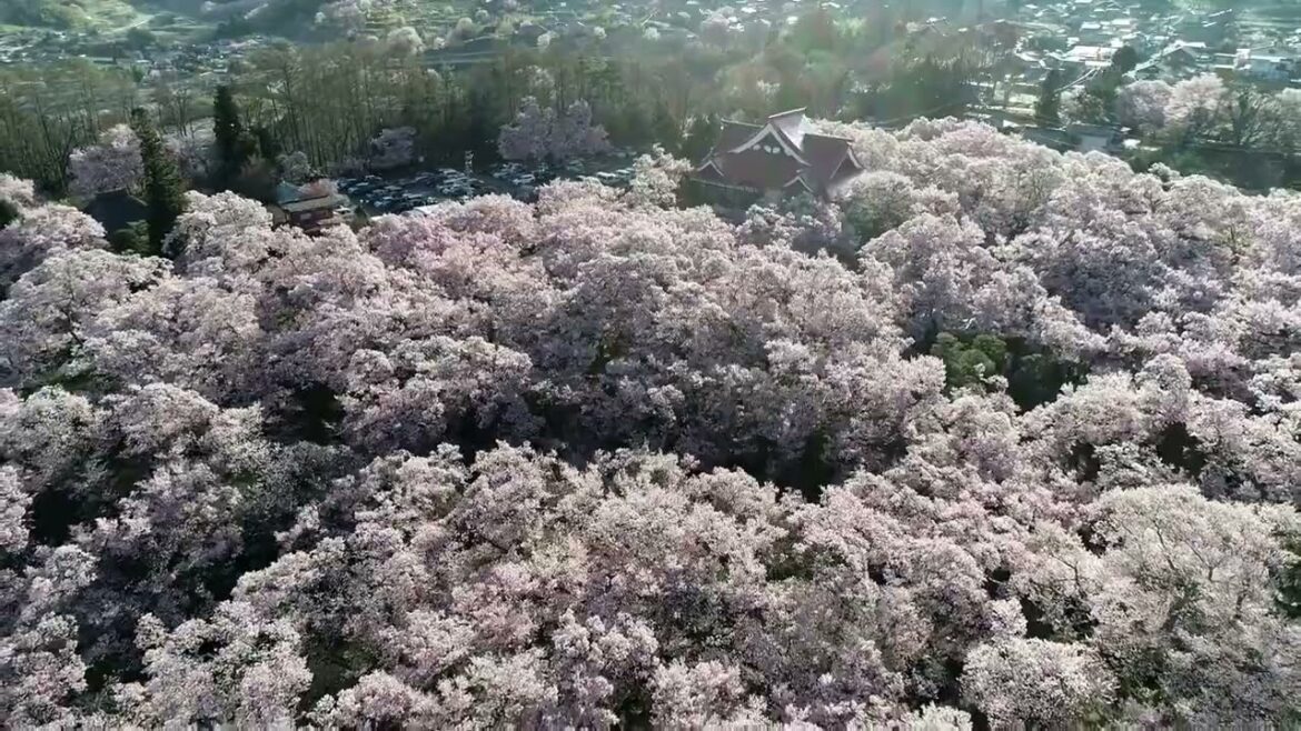 Unbelievable Spring Getaway: See Japan's 7 Most Stunning Floral Views!#travel#japan