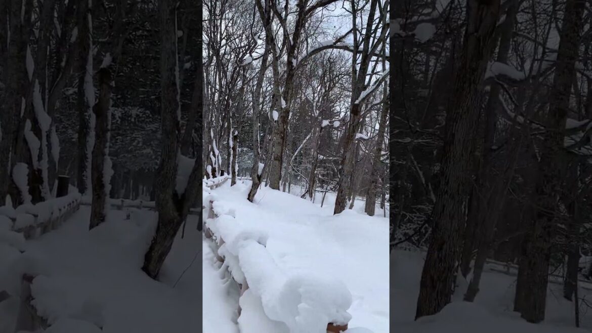 El sendero natural de Bokke (el barro volcánico) 5: Akan, Hokkaido #shorts