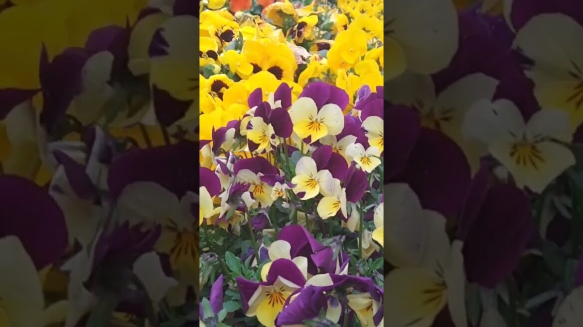 Tokyo Beauty graden #viralvideo #shortvideo #tokyo 🌹🌹🌼🌼