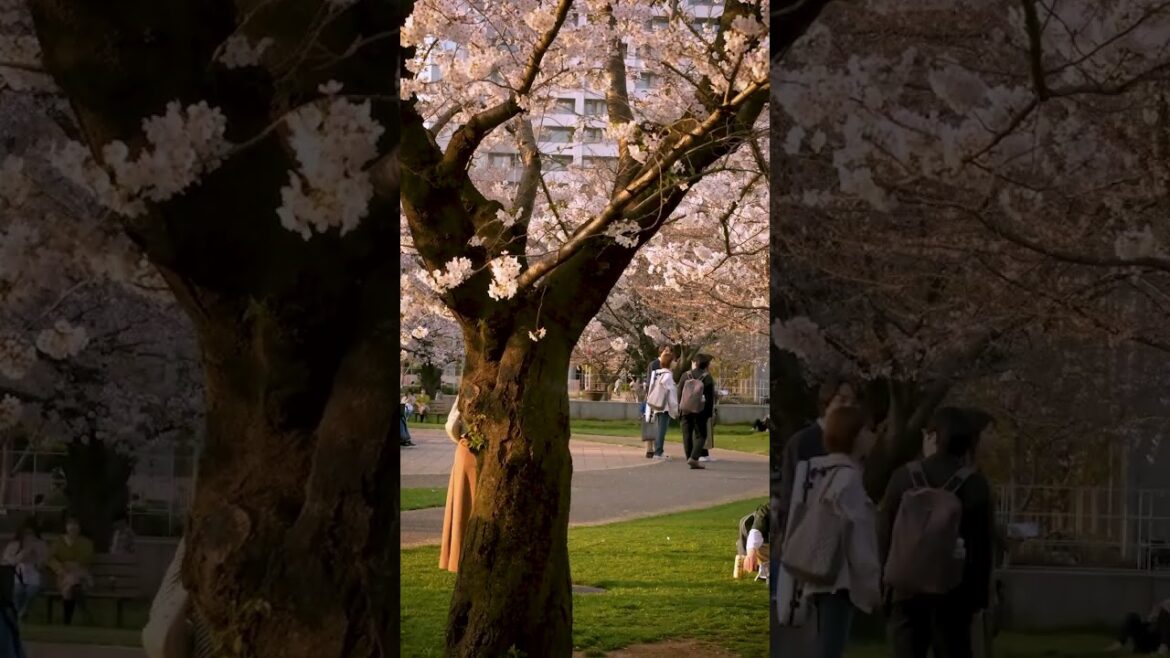 This year’s cherry blossoms were in perfect bloom all throughout Tokyo! #japan #tokyo #sakura #fyp This year's cherry blossoms were in perfect bloom all throughout Tokyo! #japan #tokyo #sakura #fyp