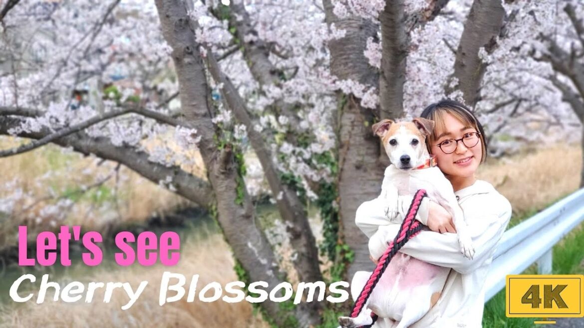 Japanese Cherry Blossom In My Town! [Chiba, Japan]