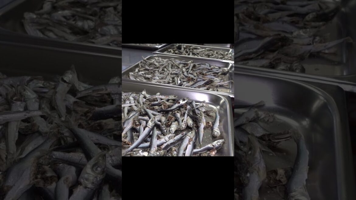 コシコシ自家製麺！今日は丁寧なラーメン食べたい日！