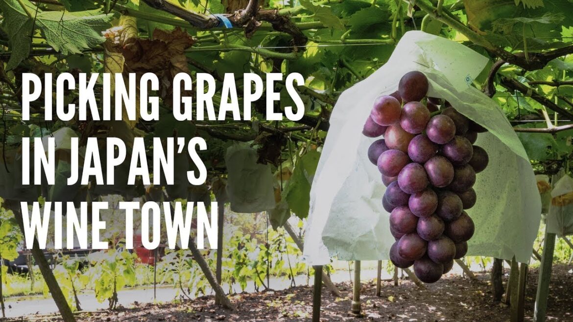 Koshu, Yamanashi: The Juiciest Grapes in Japan Koshu, Yamanashi: The Juiciest Grapes in Japan