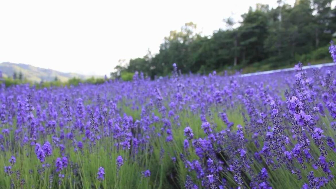 TOKAI UNIVERSITY LAVENDER CAMPUS IN SAPPORO TOKAI UNIVERSITY LAVENDER CAMPUS IN SAPPORO