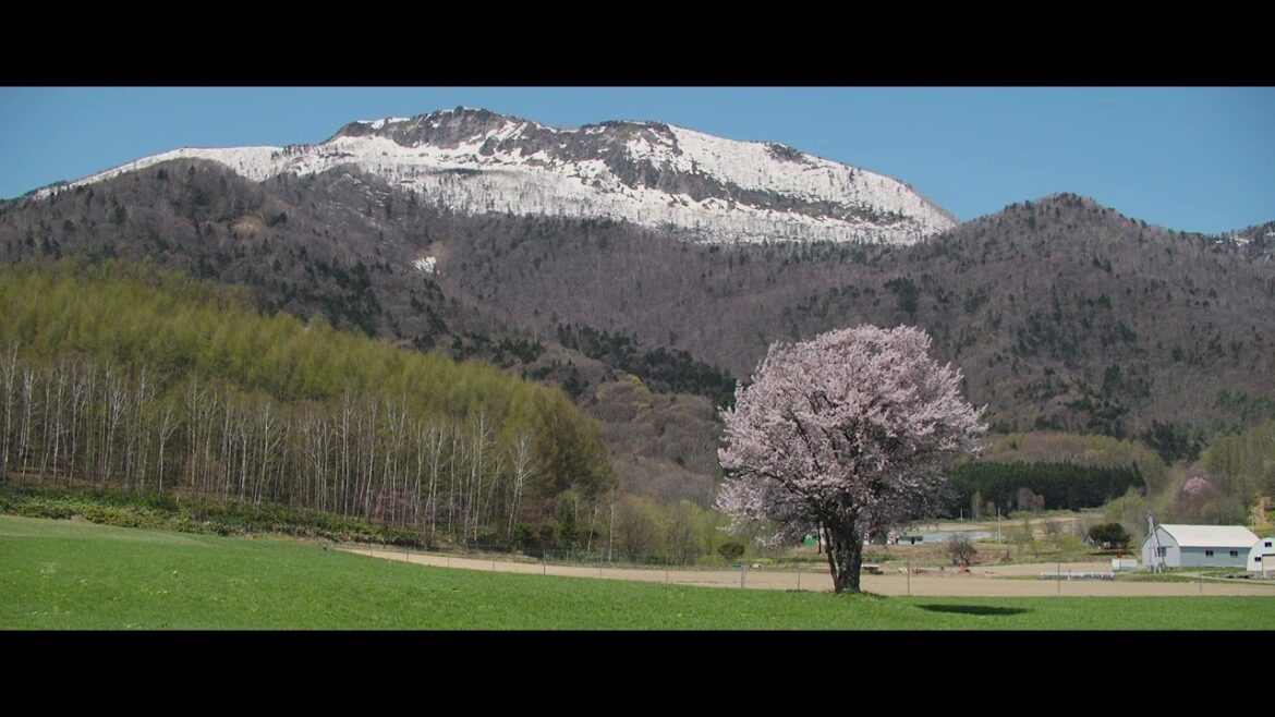 富良野市上御料の一本桜 2023　A single cherry tree in Kamigoryo, Furano City, Hokkaido