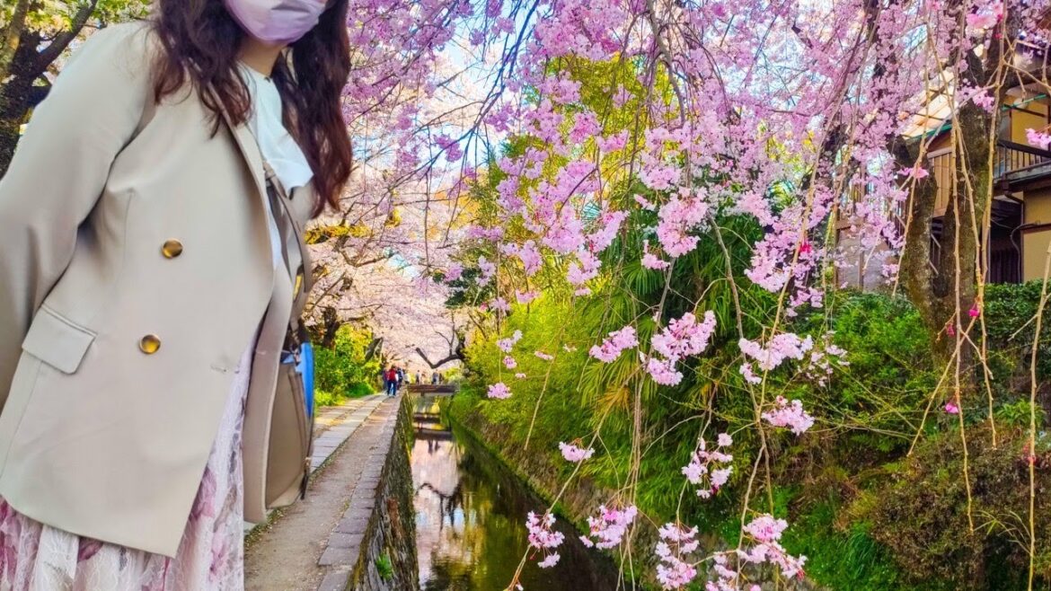 Japanese Beauty:Traveling alone in Kyoto when the cherry blossoms. Philosopher's path, Incline