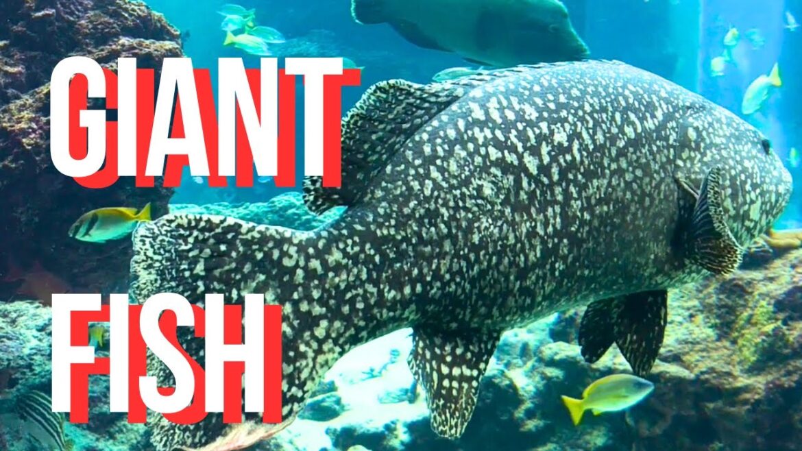Giant fish in the Okinawa Churaumi Aquarium, Japan