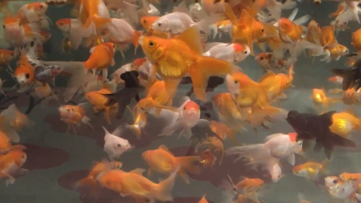 Feeding Colourful Goldfish, Dangling Oysters. Hiroshima, Miyajima Aquarium! | EXPLORE | JAPAN