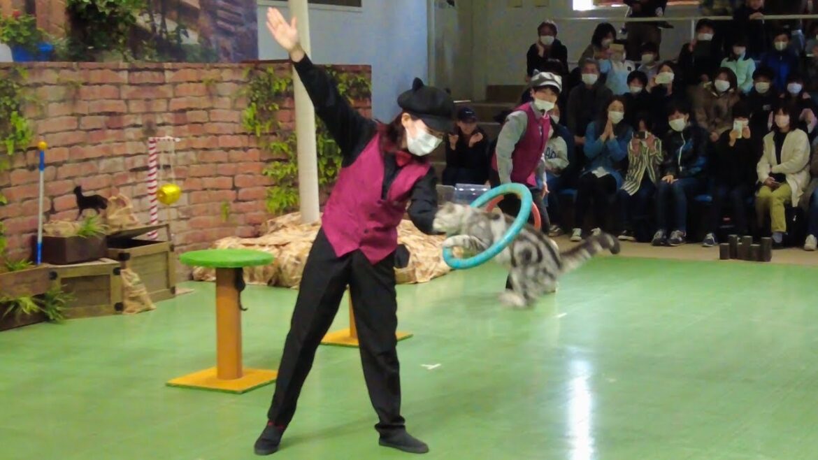 Adorable Cat Show at Nasu Animal Kingdom ๐ Tochigi Japan (PM Performance) Adorable Cat Show at Nasu Animal Kingdom ๐ Tochigi Japan (PM Performance)