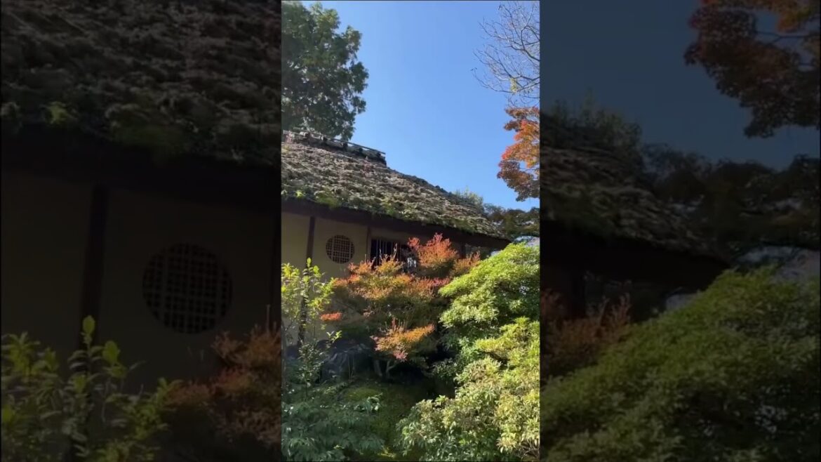 Come With Us to Japan’s Famous Golden Temple!🤩 Come With Us to Japan's Famous Golden Temple!🤩