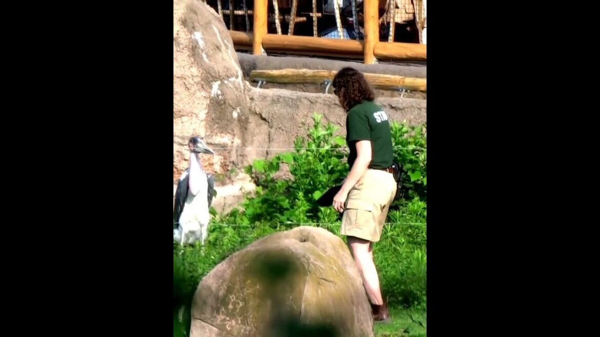 №427_Y.Z.Toront Zoo.