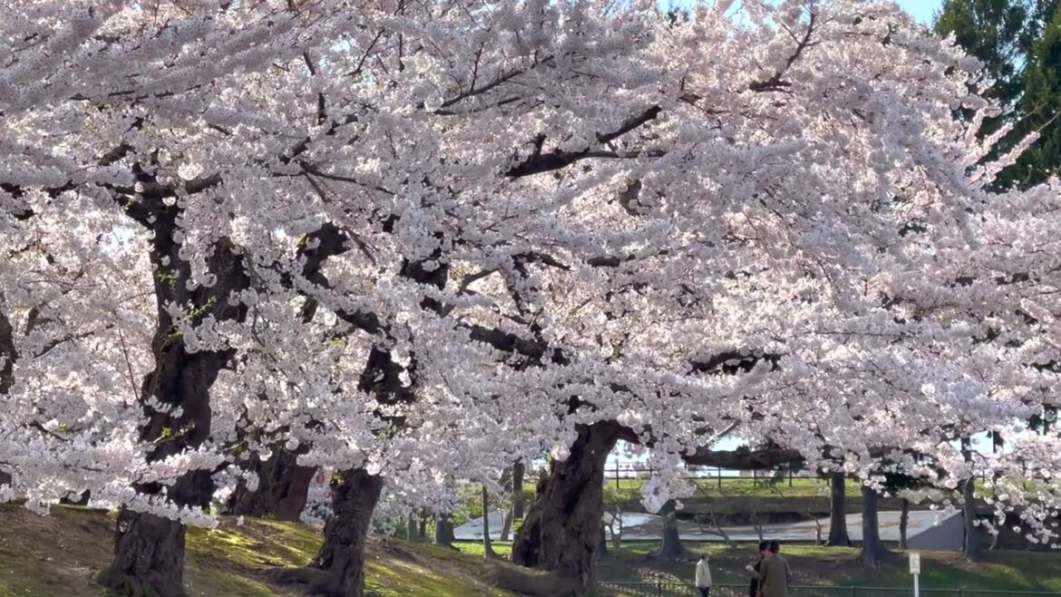 函館 五稜郭 櫻花散策 2023