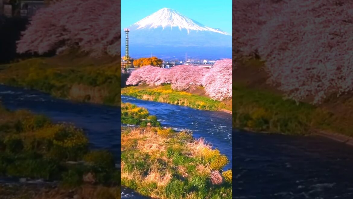 Japan Mt Fuji / Highest Mountain in Japan |cherryblossoms #shortfeed #shorts #traveling #spring