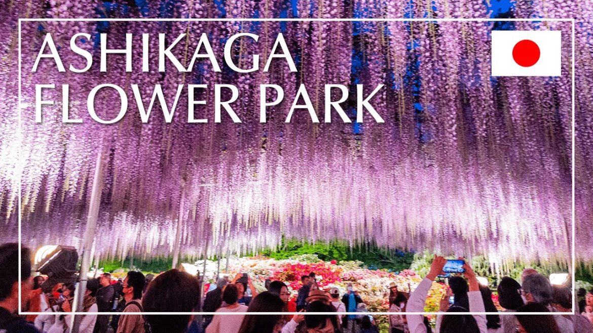 美得宛如天堂的足利花卉公園 (ASHIKAGA FLOWER PARK)