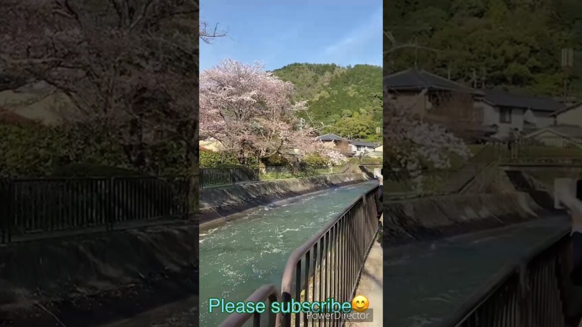【KYOTO】cherry blossom with beautiful river #japan #travel #pleasesubscribe #spring #shorts