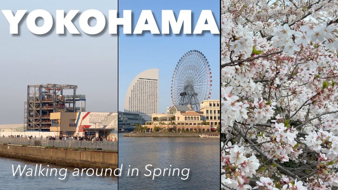 Walk around Yokohama in spring with sakura