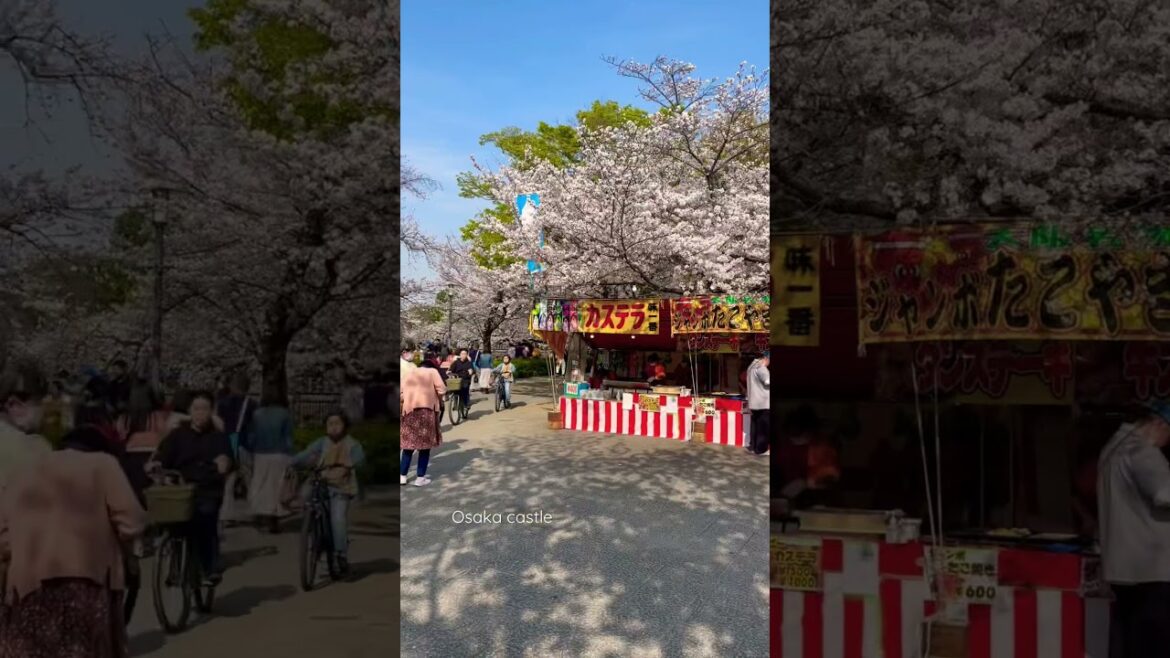 SAKURA-Cherry blossoms in Osaka Castle Park | 桜